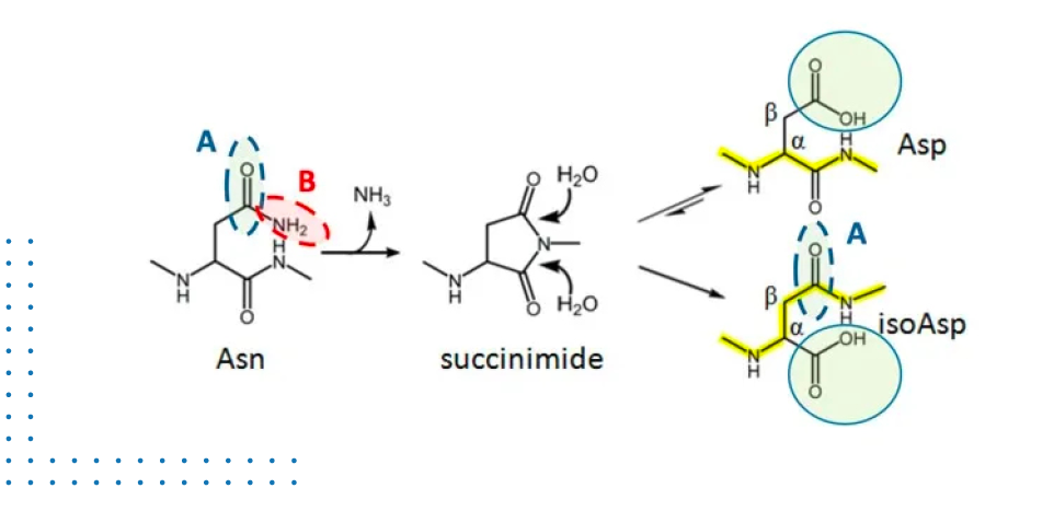 Mechanism of Deamidation